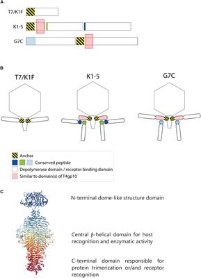 Modeling the Architecture of Depolymerase-Containing Receptor Binding Proteins in Klebsiella Phages